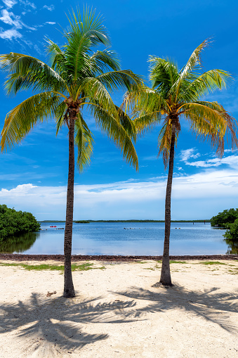 Sunny beach with coco palms and tropical sea in Key Largo beach, Florida.