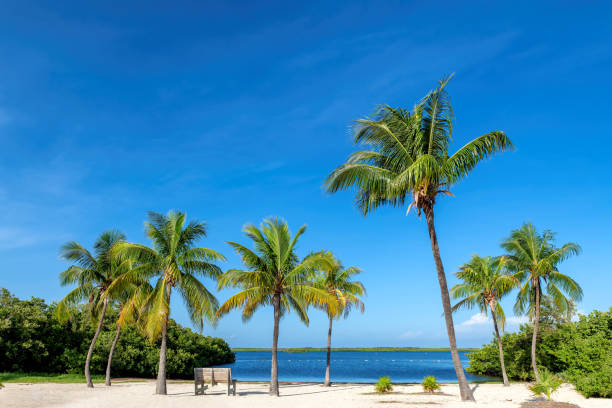 istock Palm trees in sunny beach in tropical island 1460596660
