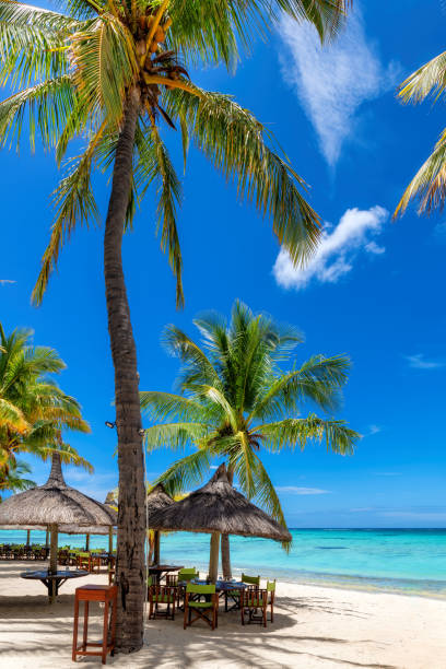 istock Tropical beach cafe on sandy beach under straw umbrellas 1460596714