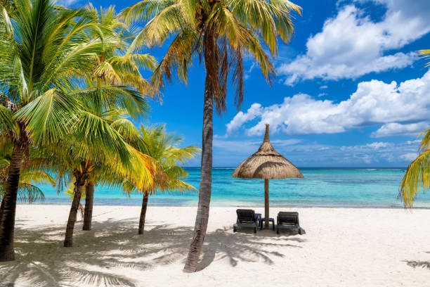 istock Palm trees and straw umbrellas in tropical sandy beach 1460596736