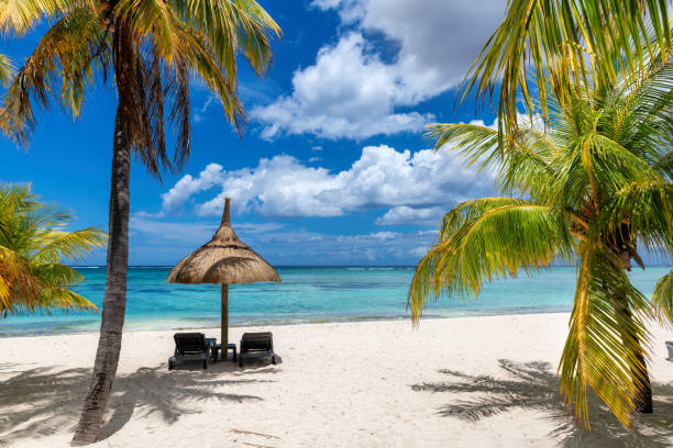 istock Palm trees and straw umbrellas in tropical sandy beach 1460596741