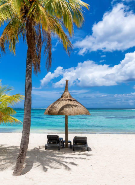 istock Palm trees and straw umbrellas in tropical sandy beach 1460596745