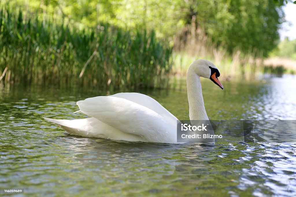 Estanque con cisnes - Foto de stock de Aire libre libre de derechos