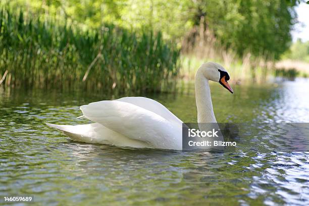 Estanque Con Cisnes Foto de stock y más banco de imágenes de Aire libre - Aire libre, Animales salvajes, Cisne