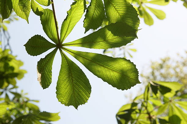 istock Young leaves of a chestnut 146059705