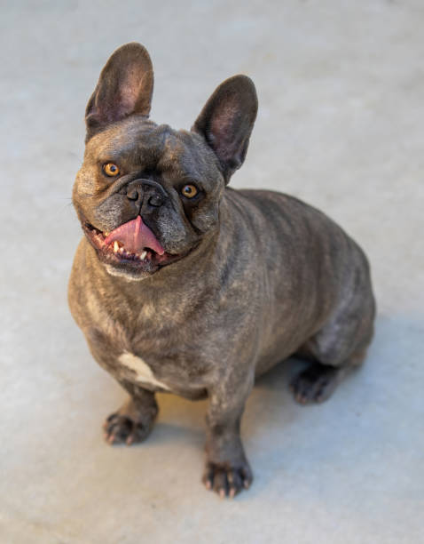 istock 6-Year-Old Brindle Male Frenchie Panting 1460597308
