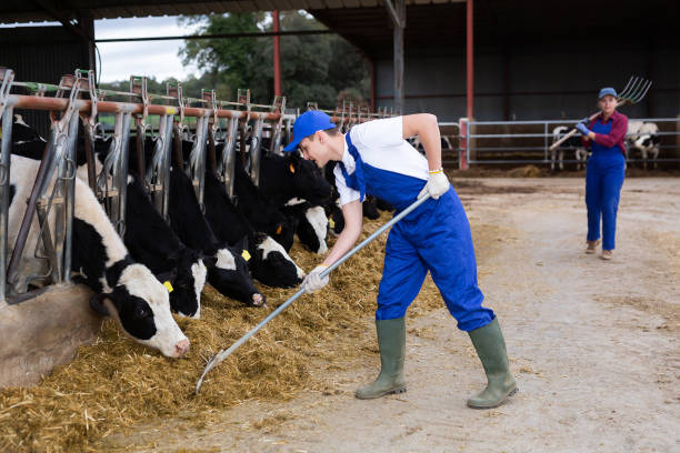istock Farmer man feeds cows at dairy cow farm 1460597611