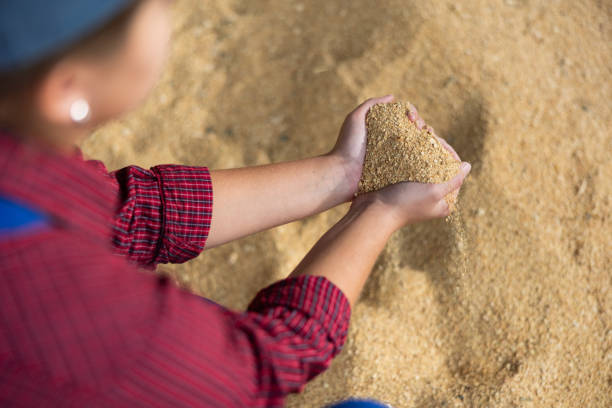 istock Female farmer shows soybean husk 1460598265