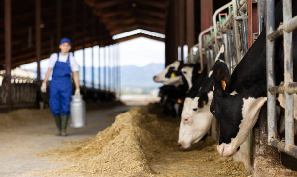 istock Farmers work in open cowshed at cow farm 1460599120