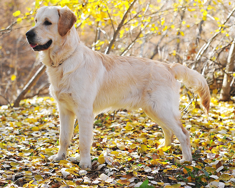 Golden Labrador  laying on Autumn leaves in Autumn Woodland in natural park