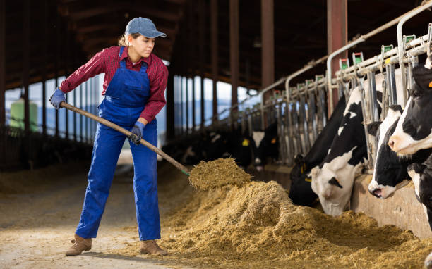 istock Farmer woman feeds cows in cowshed 1460599388