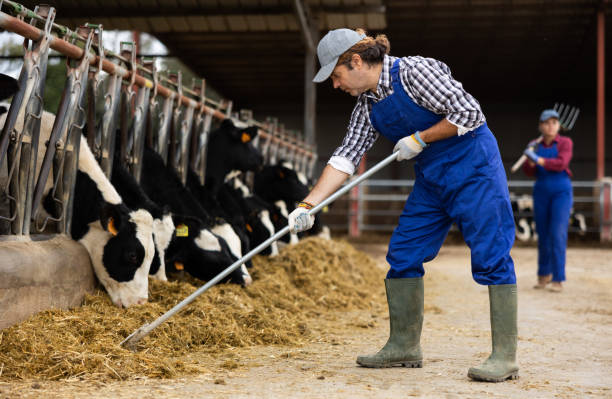 istock Farmer man feeds cows at dairy cow farm 1460599564