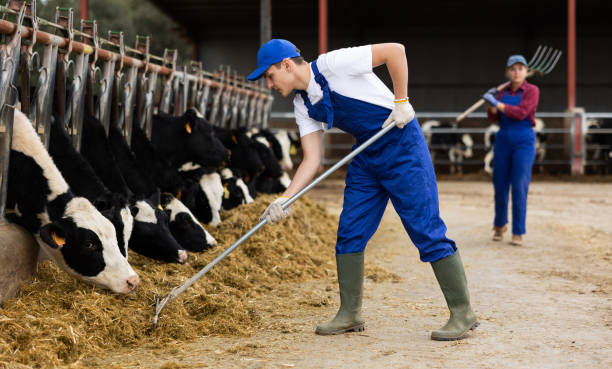 istock Livestock farm worker feeding cows in cowshed, tossing fresh hay into stall with pitchfork 1460599581