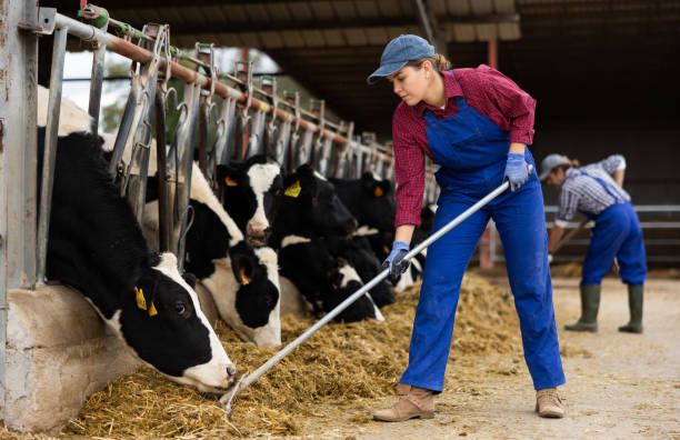 istock Young female farmer feeding cows on dairy farm 1460599618