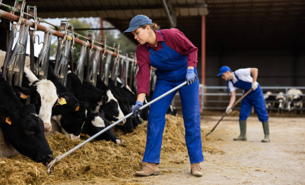 istock Male and female farm workers feed cows 1460599844