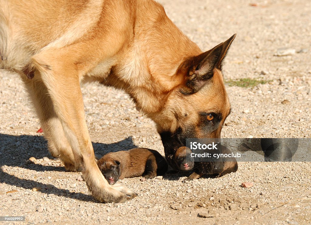 Mutter-Hund und Welpen - Lizenzfrei Belgien Stock-Foto