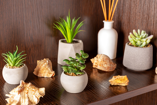 A small flower in a pot on a wooden shelf. There are flowers, shells and an aromatic reed diffuser around it. The concept of coziness and comfort. The interior. Selective focus