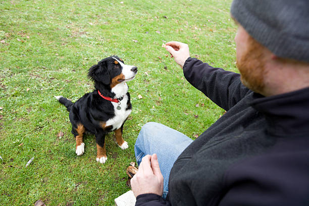 istock Dog and Owner Learning to Sit 146060026
