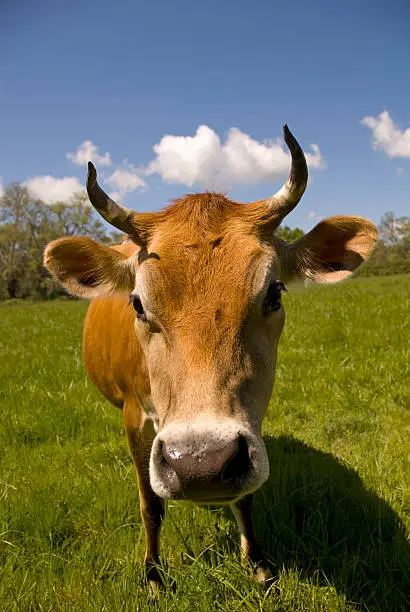 A curious cow of sweet disposition gazes into your eyes.