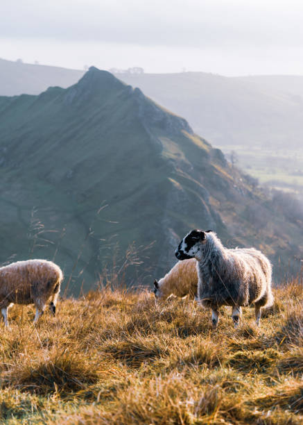 istock The peak and the sheep 1460601935
