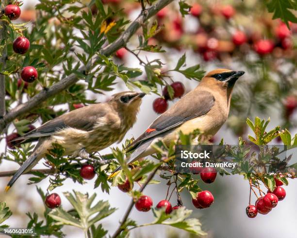 Cedar Waxwing And Juvenile Stock Photo - Download Image Now - Animal, Animal Wildlife, Animals In The Wild