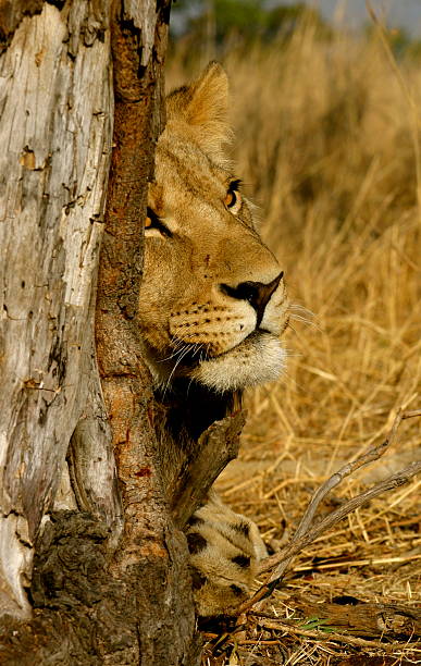 African Lion stock photo