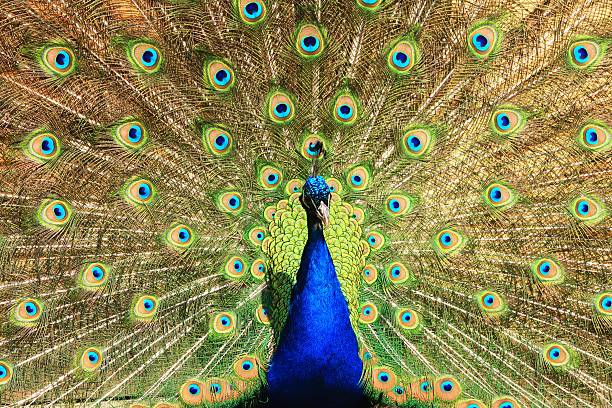 peacock - foto de acervo