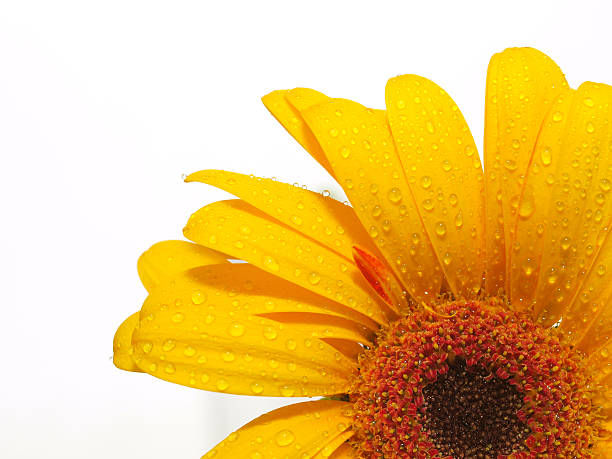 istock Yellow Gerbera Daisy with the water drops 146060505