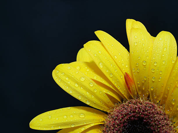 istock Yellow Gerbera Daisy with the water drops 146060508