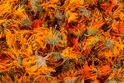 Heap of dry marigold calendula flowers.