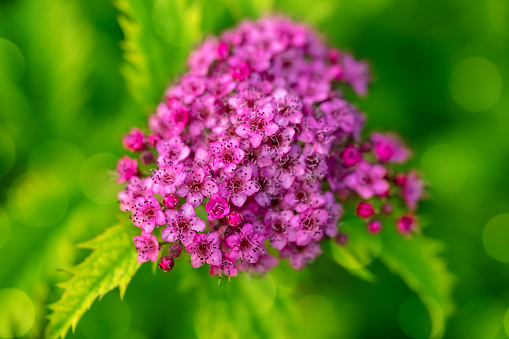 A close-up photo of pink Spiraea japonica flower (also called Japanese spirea or Japanese meadowsweet) on a defocused green background with beautiful bokeh. Shallow depth of field.