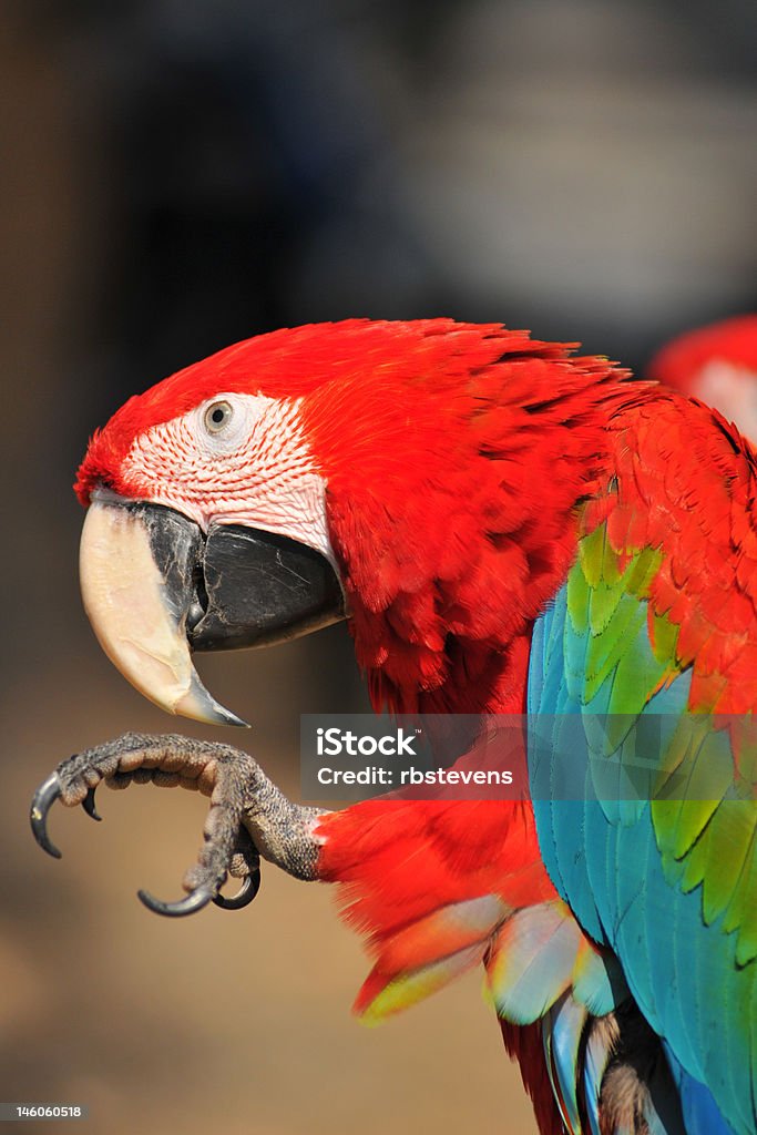 Ara Papagei - Lizenzfrei Bedrohte Tierart Stock-Foto