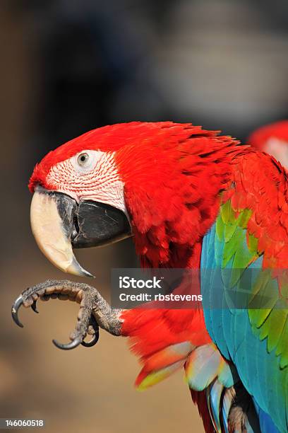 Ara Papagei Stockfoto und mehr Bilder von Bedrohte Tierart - Bedrohte Tierart, Blau, Bunt - Farbton