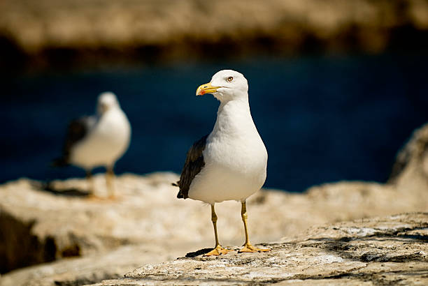 istock What are you looking at? 146060623
