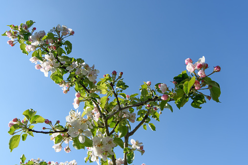 Detail eines blühenden Apfelbaums