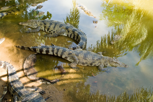 alligators in the water, Phuket zoo, Thailand