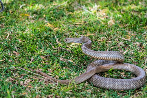 isolated on black background, snake habitat in Java Indonesia