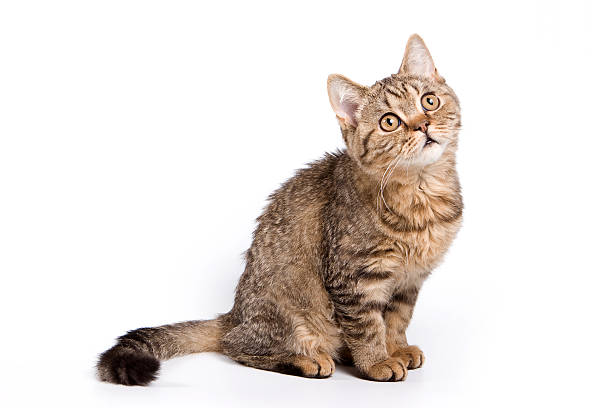 British kitten on white background stock photo