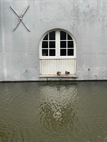 Two ducks standing on a hotel window in Bruges, Belgium.