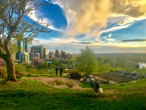 Calgary, Canada - May, 2017: Border Collie in front of Calgary downtown, taken from Rotary Park, showing Prince's Island Park.