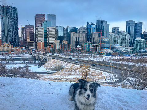 Calgary, Canada - November, 2017: Border Collie in front of Calgary downtown, taken from Rotary Park, showing the Centre Street Bridge.