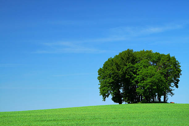 istock green grass field and a bunch of trees 146060872