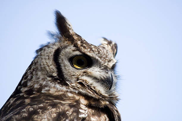 Spotted Eagle Owl stock photo