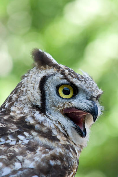 Spotted Eagle Owl stock photo