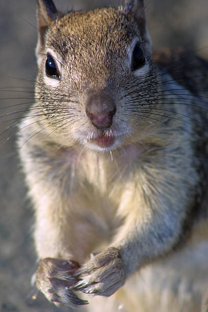 istock Close-up of a Cute Squirrel 146060956
