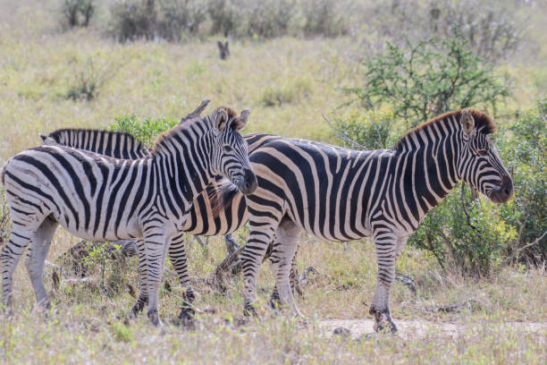 istock Zebras are African equines with distinctive black-and-white striped coats. 1460609902