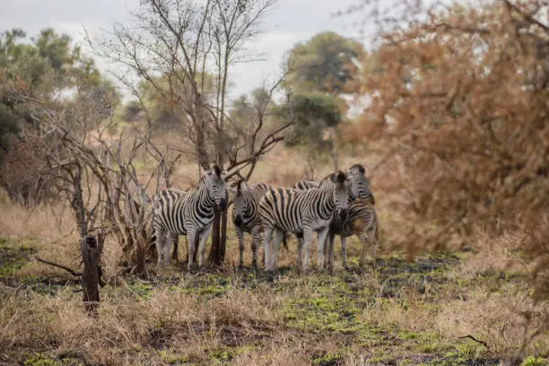 Zebras are preyed on mainly by lions, and typically flee when threatened but also bite and kick