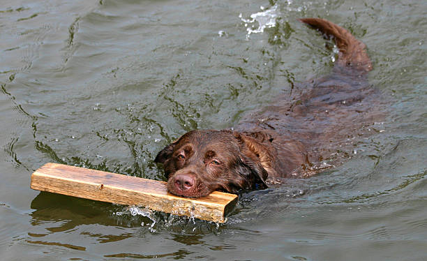 Labrador Fetching a board stock photo