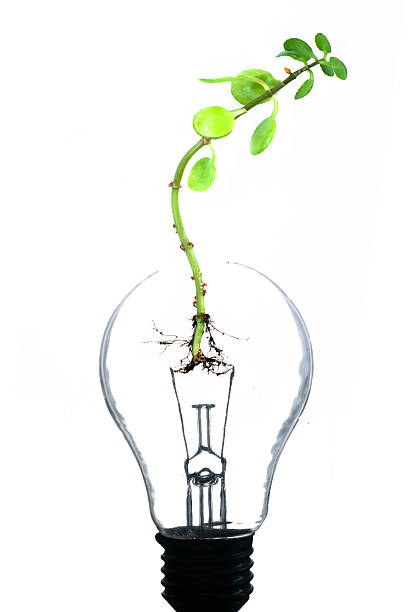 istock Illustrated light bulb growing green sprout 146061072
