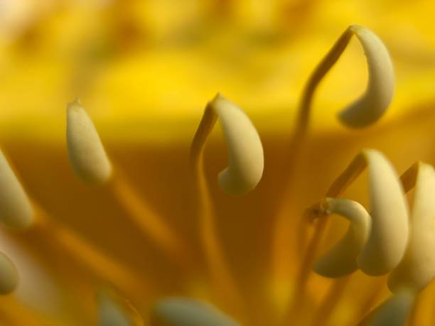 foco de estambre amarillo loto nativo - 7676 fotografías e imágenes de stock